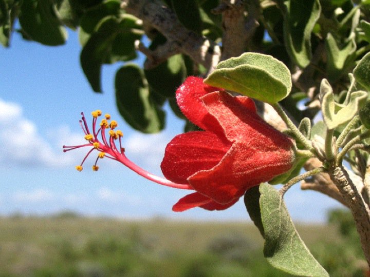Megistostegium microphyllum