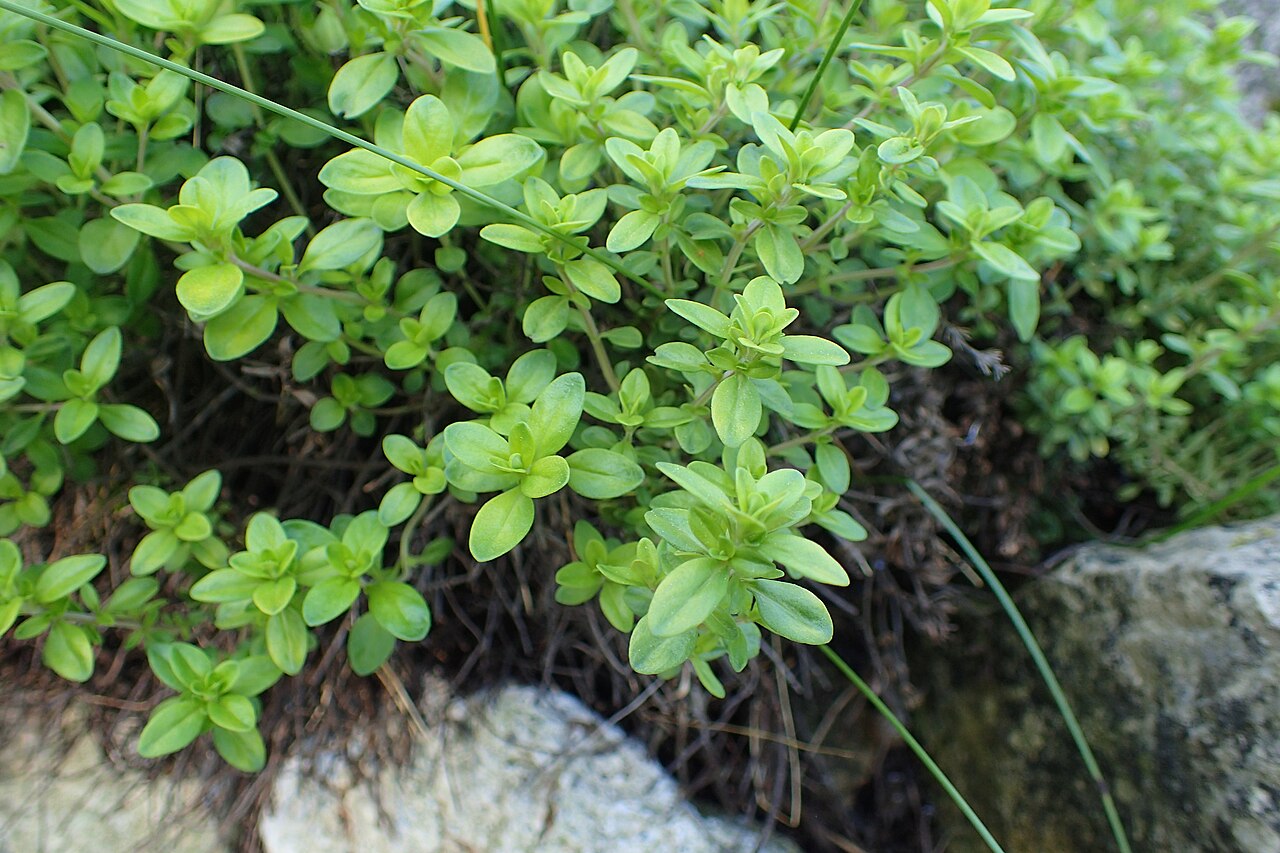 Thymus comosus