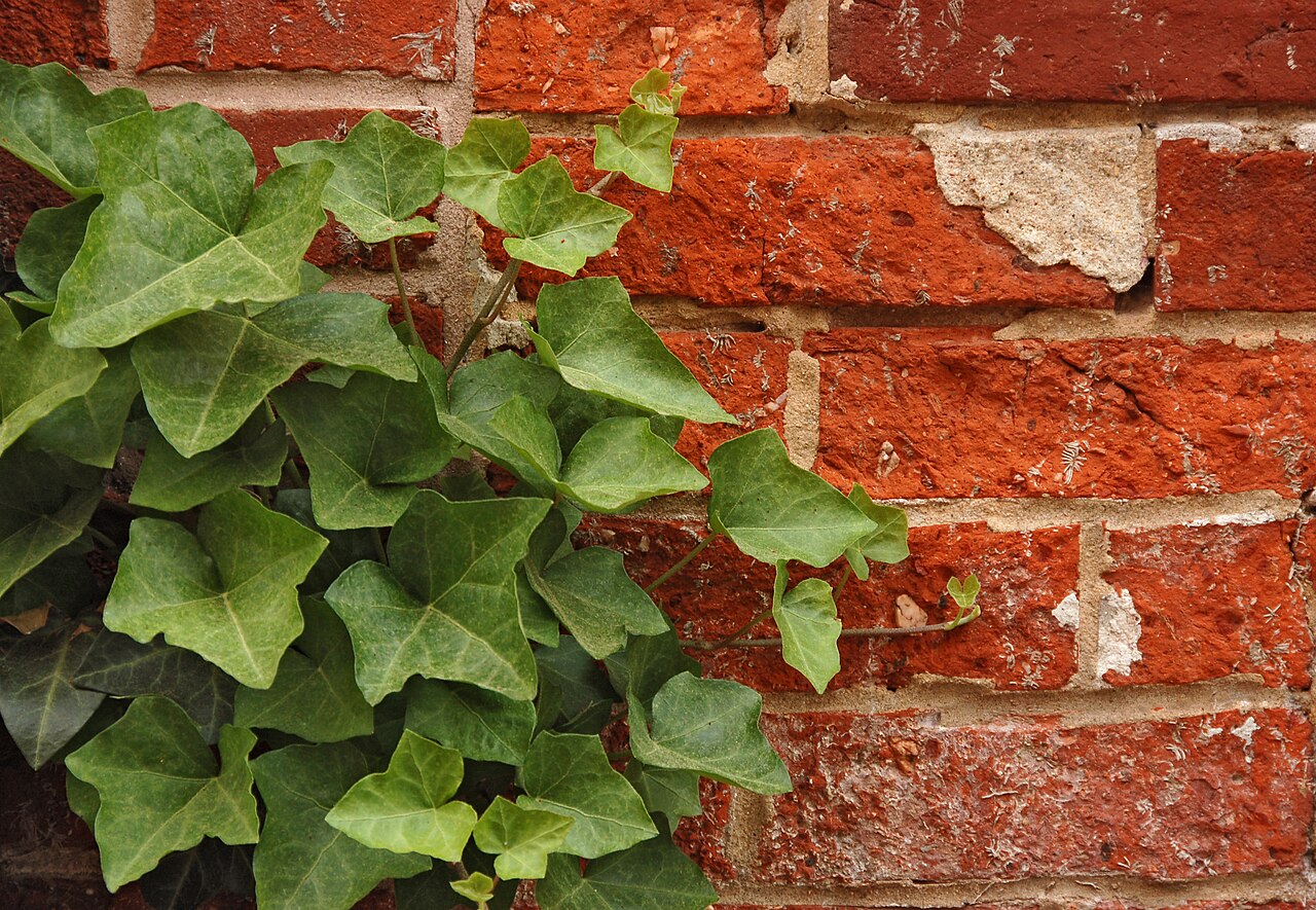 Hedera helix