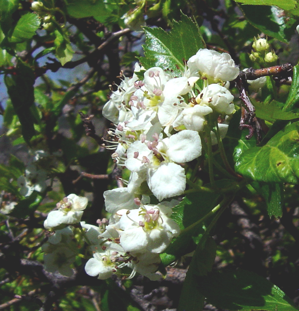 Crataegus erythropoda
