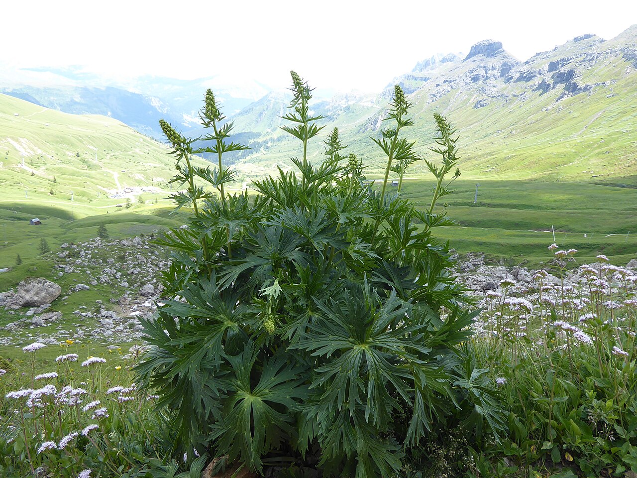 Aconitum lamarckii