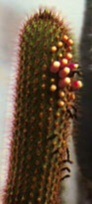 Cipocereus pusilliflorus