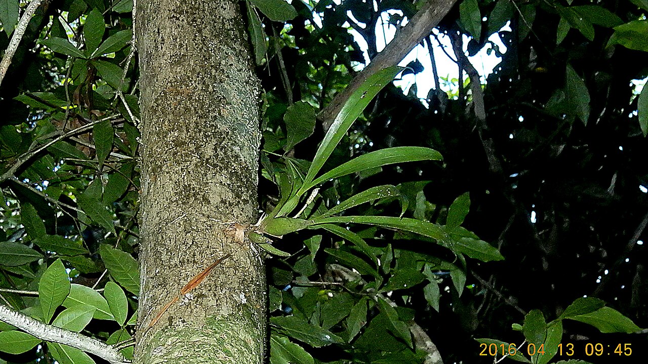 Aspasia variegata