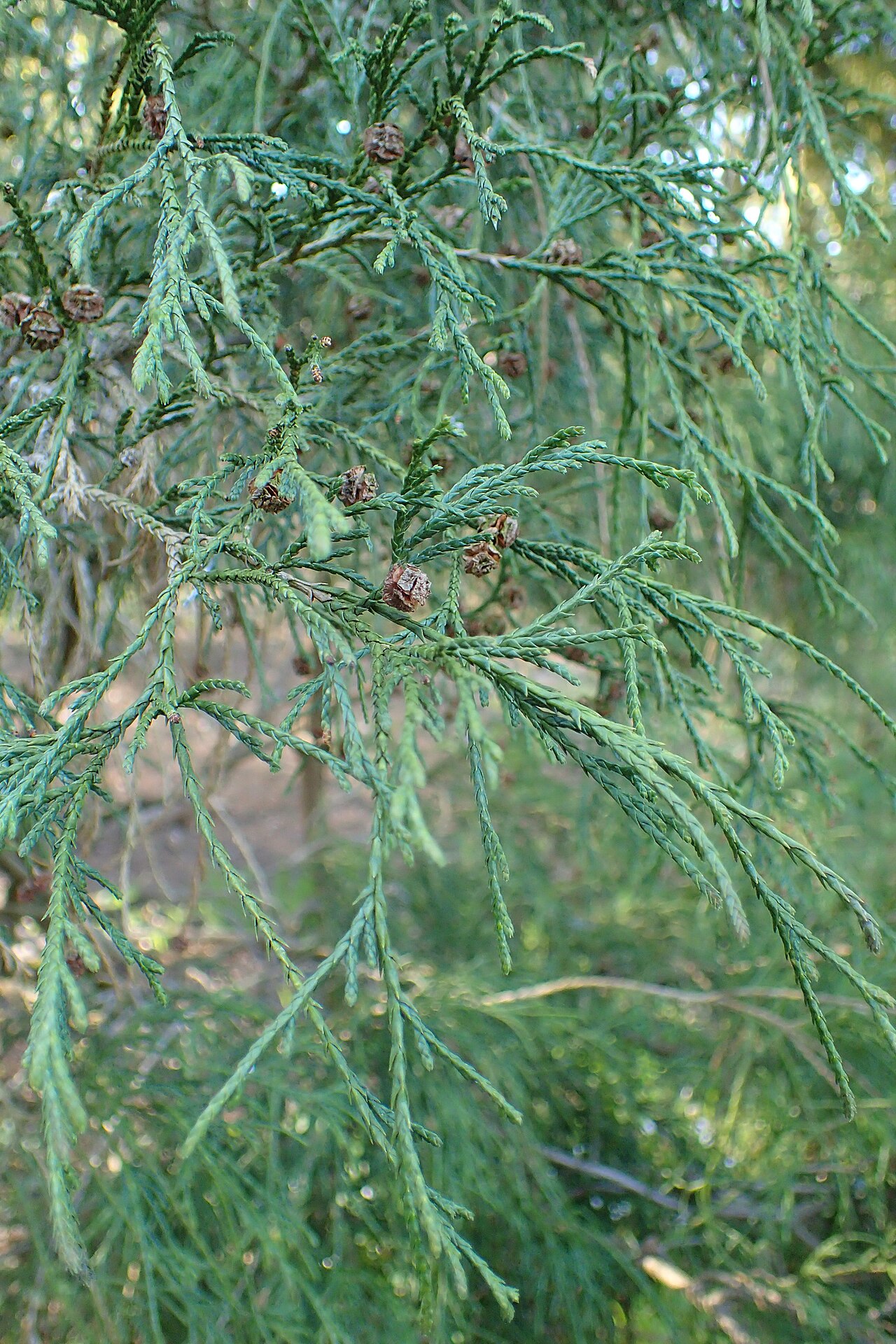 Chamaecyparis pisifera