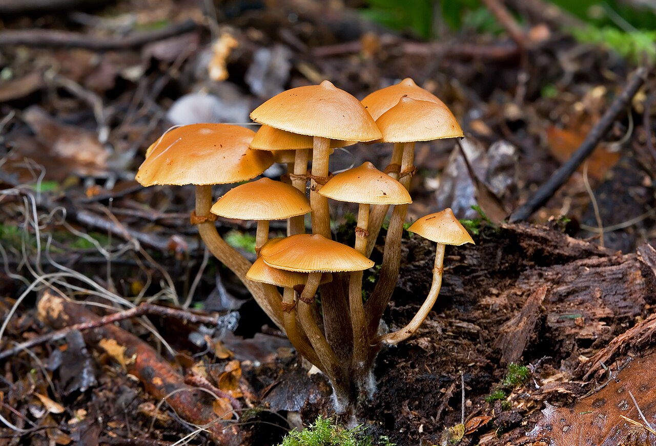 Galerina patagonica
