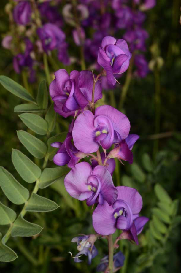 Swainsona swainsonioides