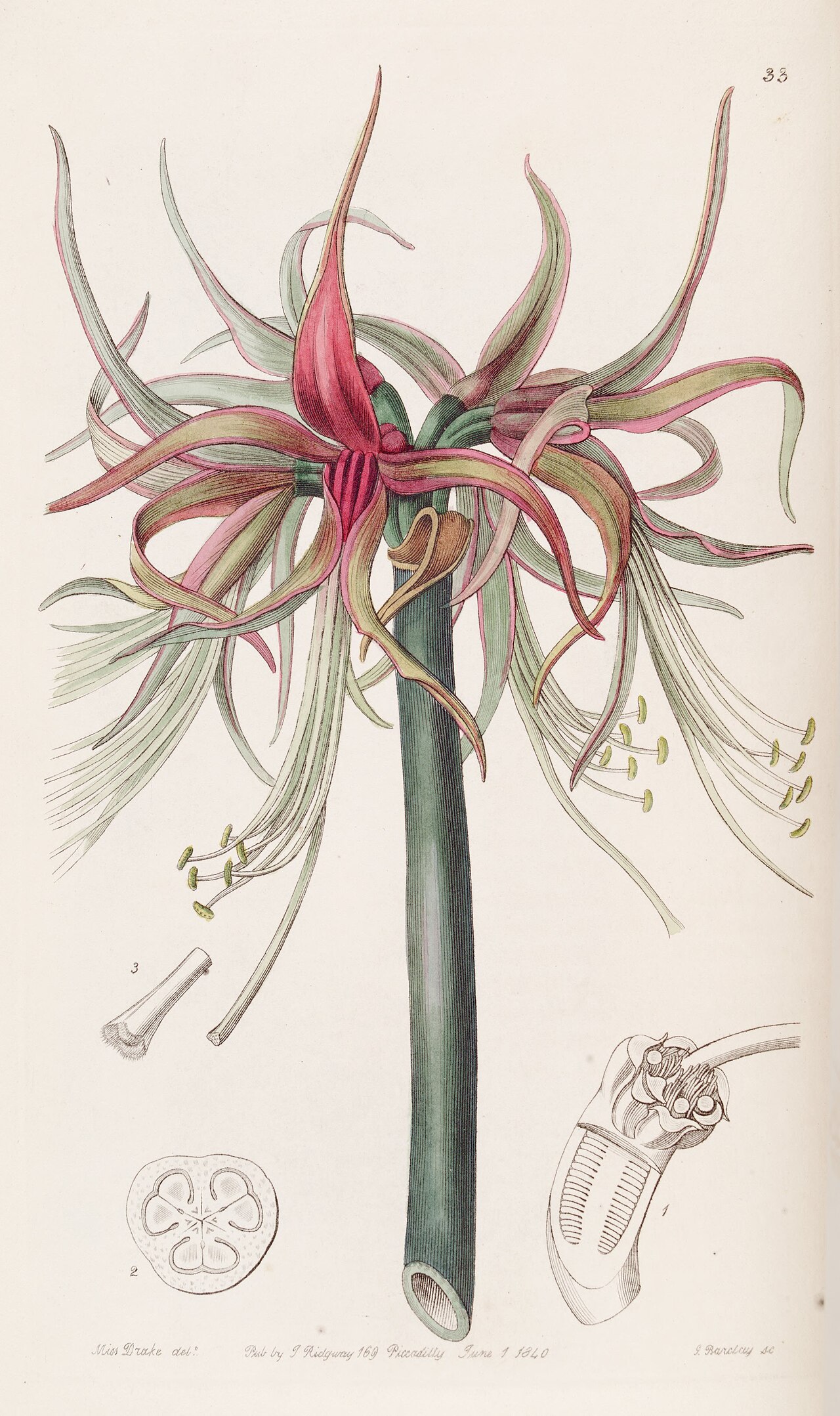 Hippeastrum cybister