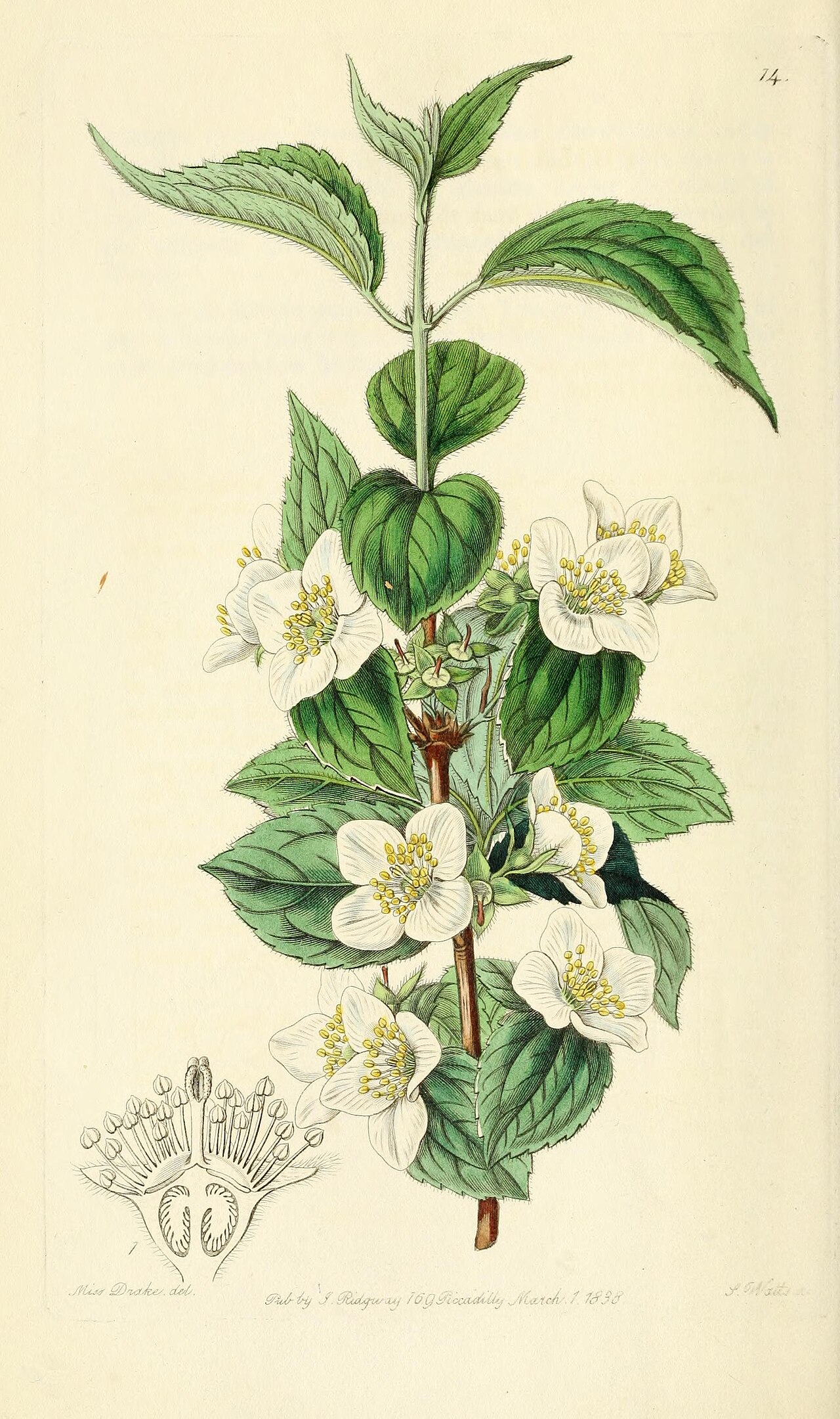 Philadelphus hirsutus