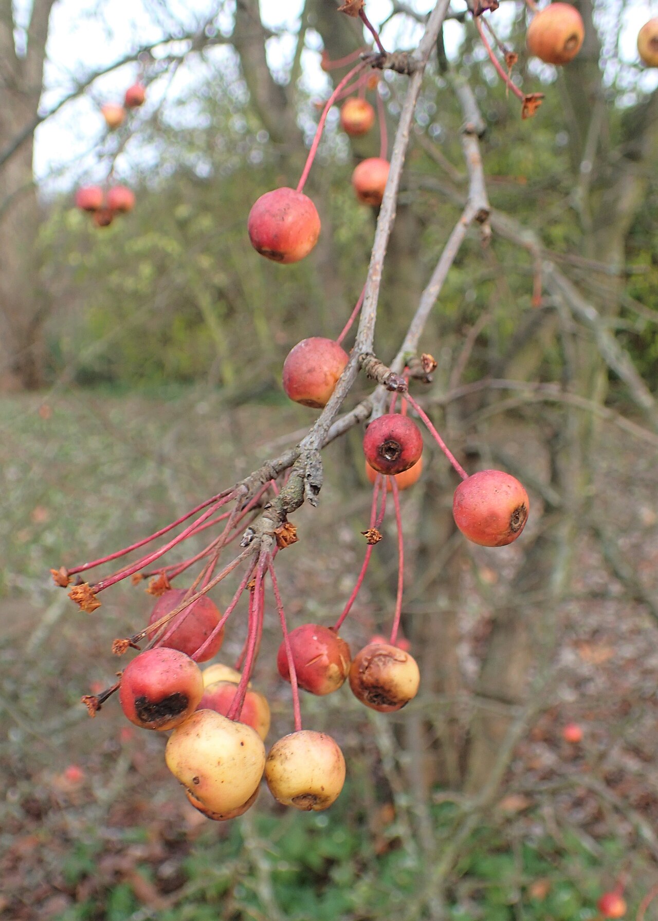 Malus rockii