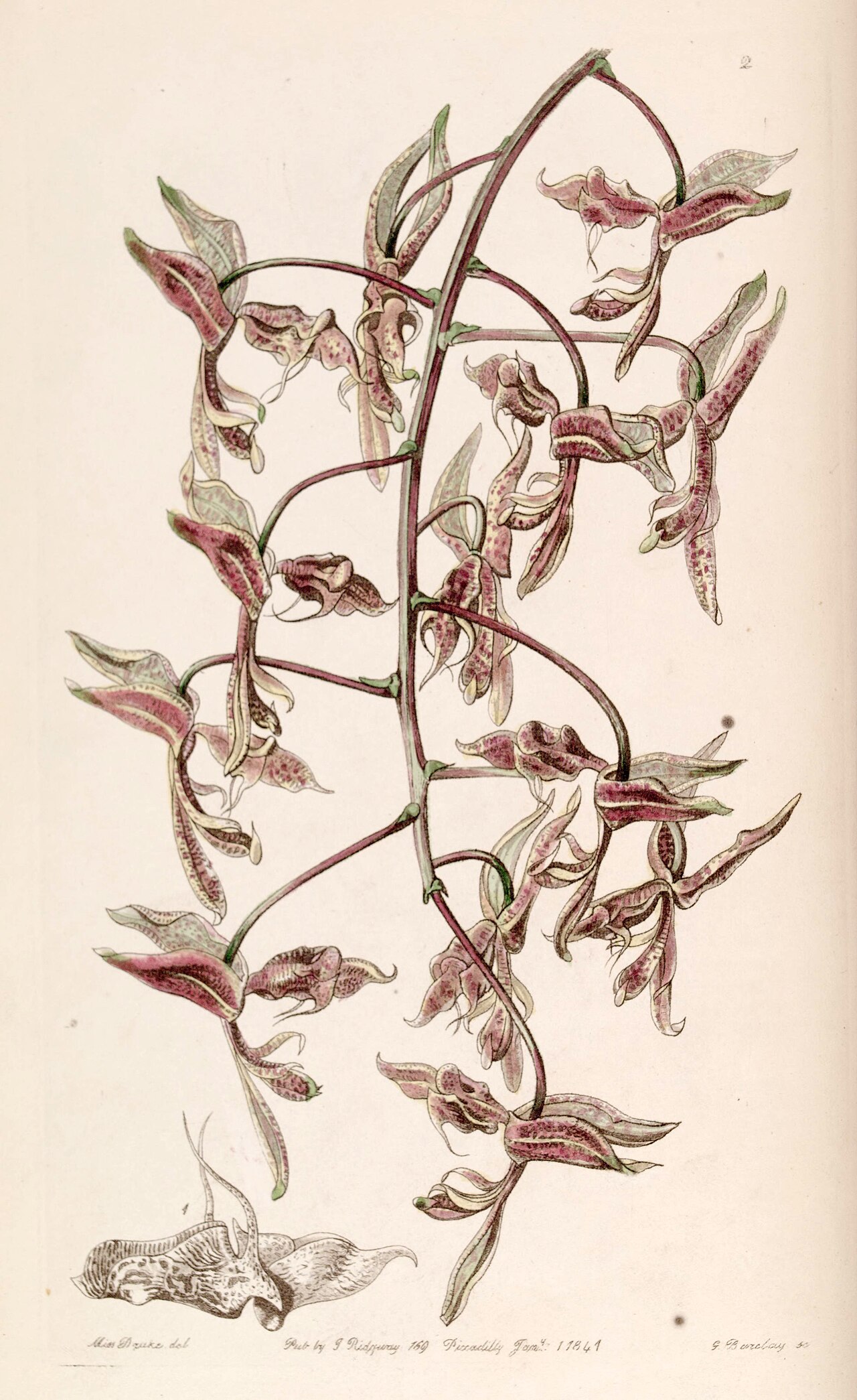 Gongora bufonia