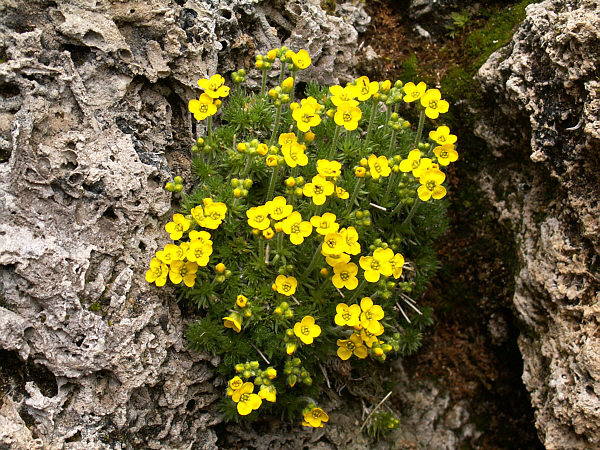Draba archibaldii