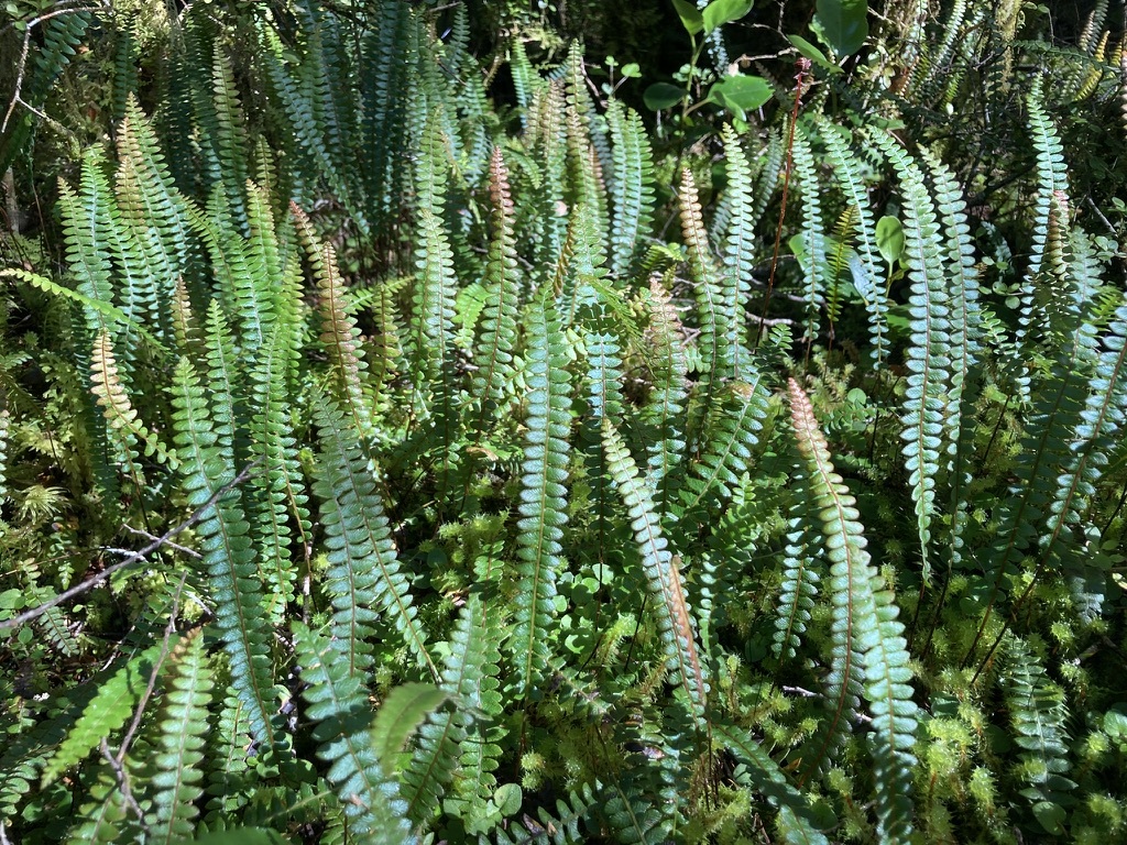Blechnum penna-marina