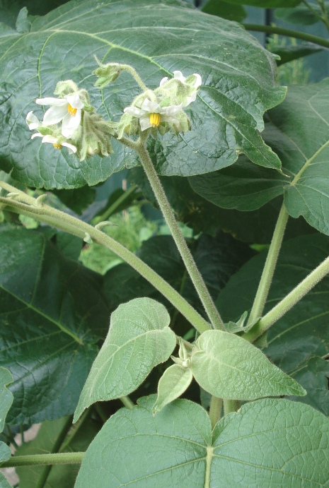 Solanum abutiloides
