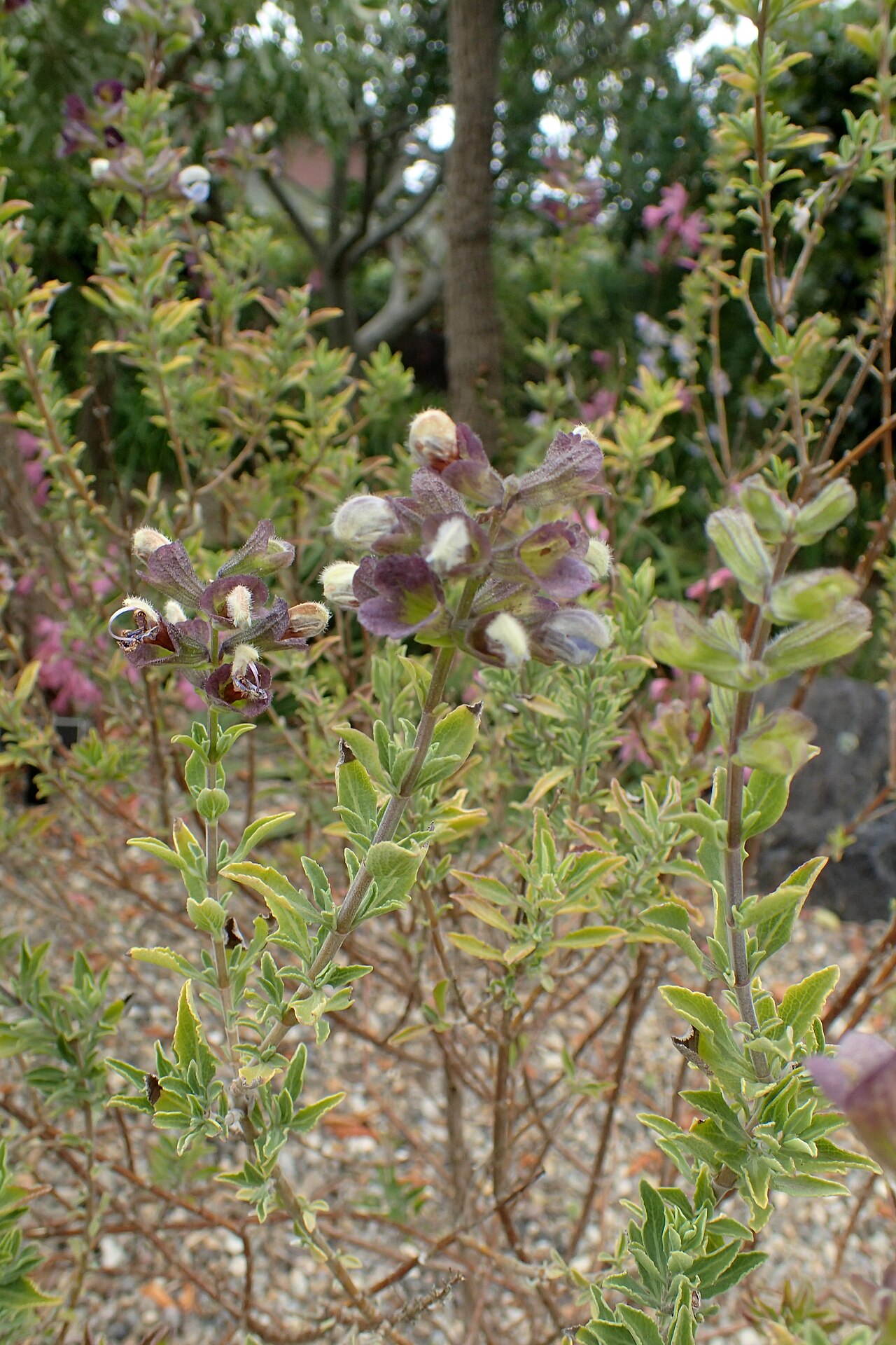 Salvia africana