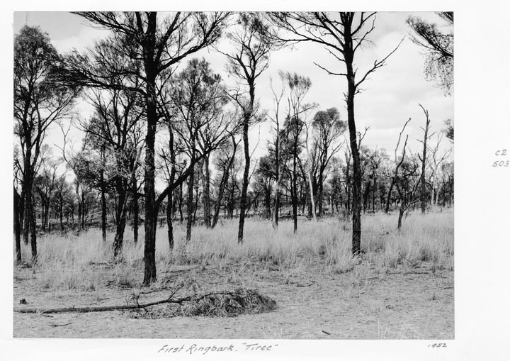 Acacia argyrodendron