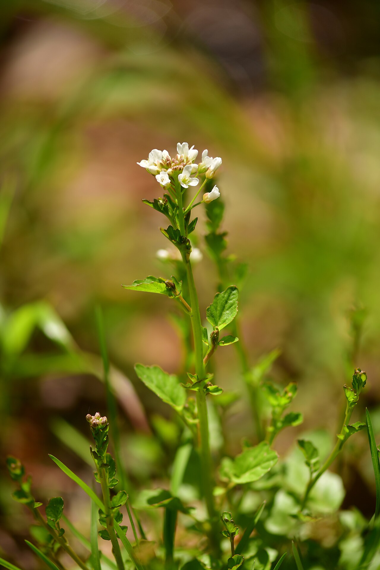 Cardamine micranthera