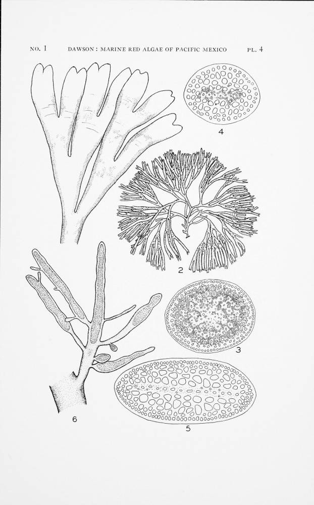 Gelidium coronadense