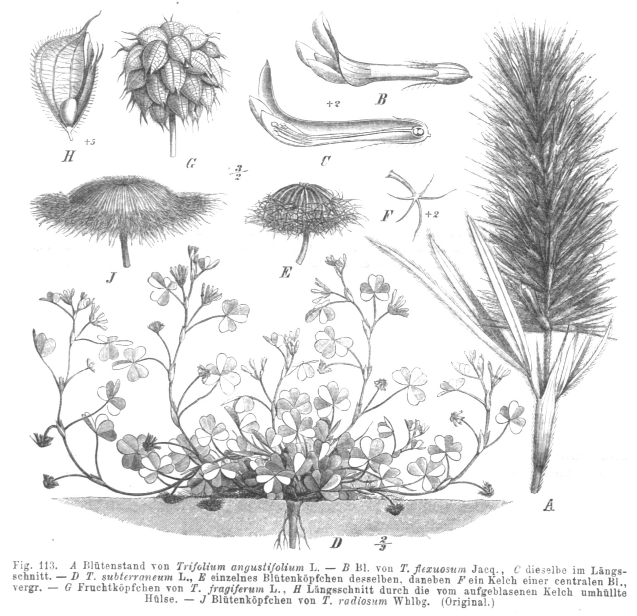 Trifolium globosum