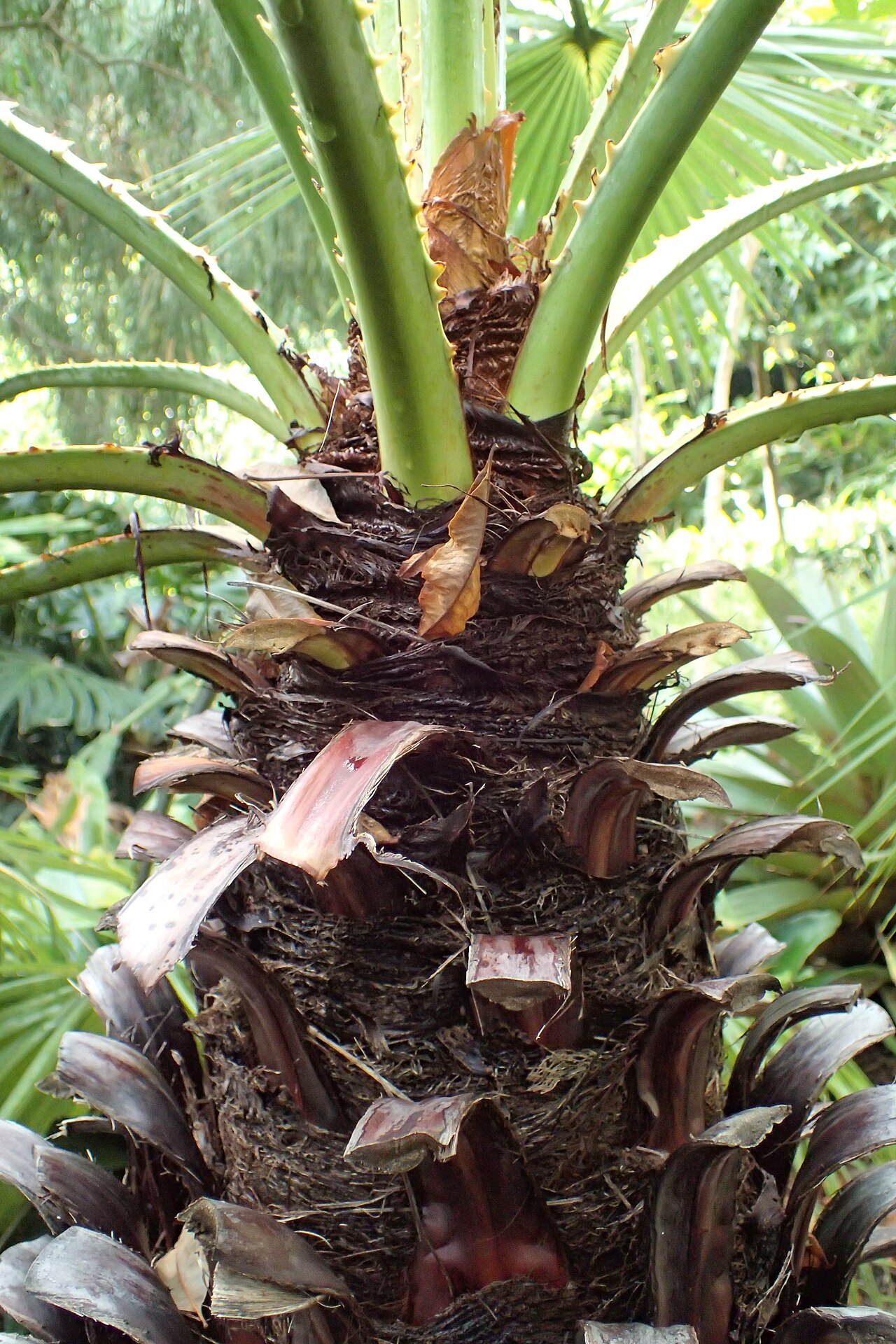 Brahea aculeata