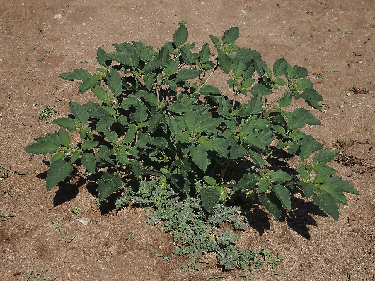 Datura leichhardtii