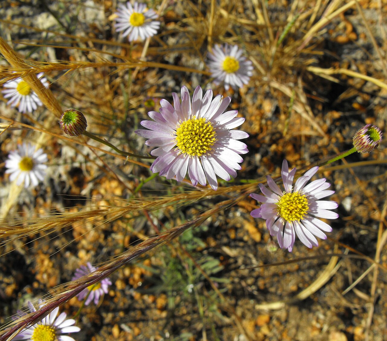Erigeron foliosus