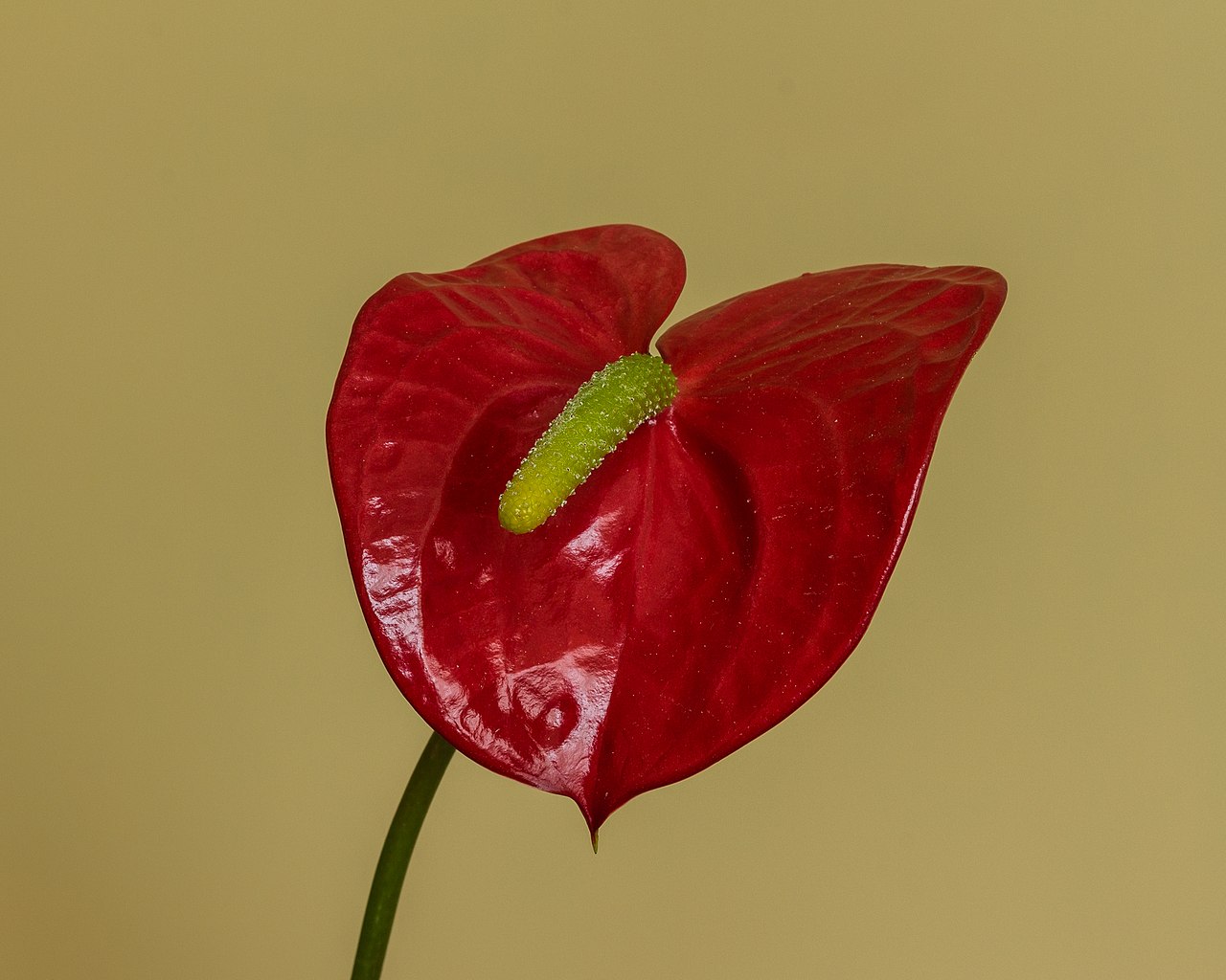 Anthurium andraeanum