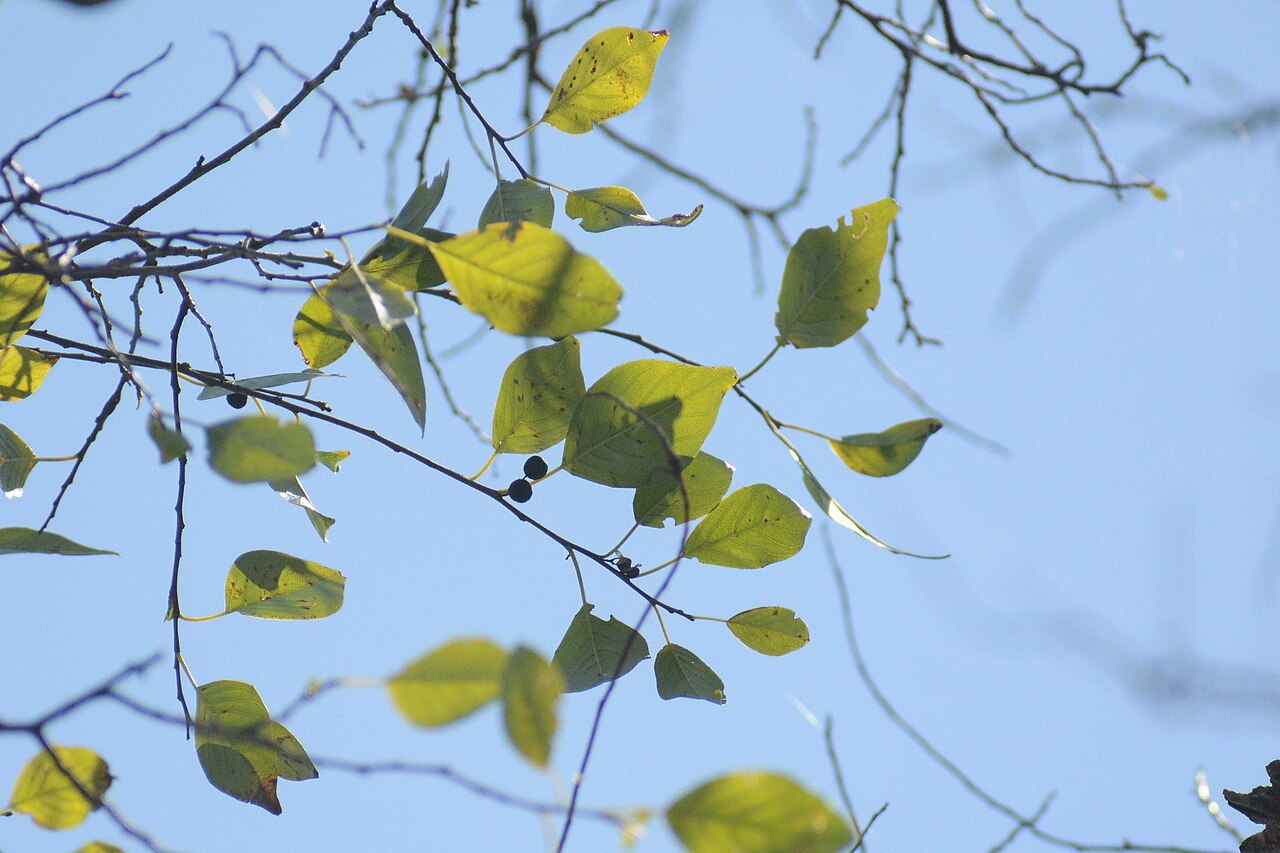 Colubrina elliptica