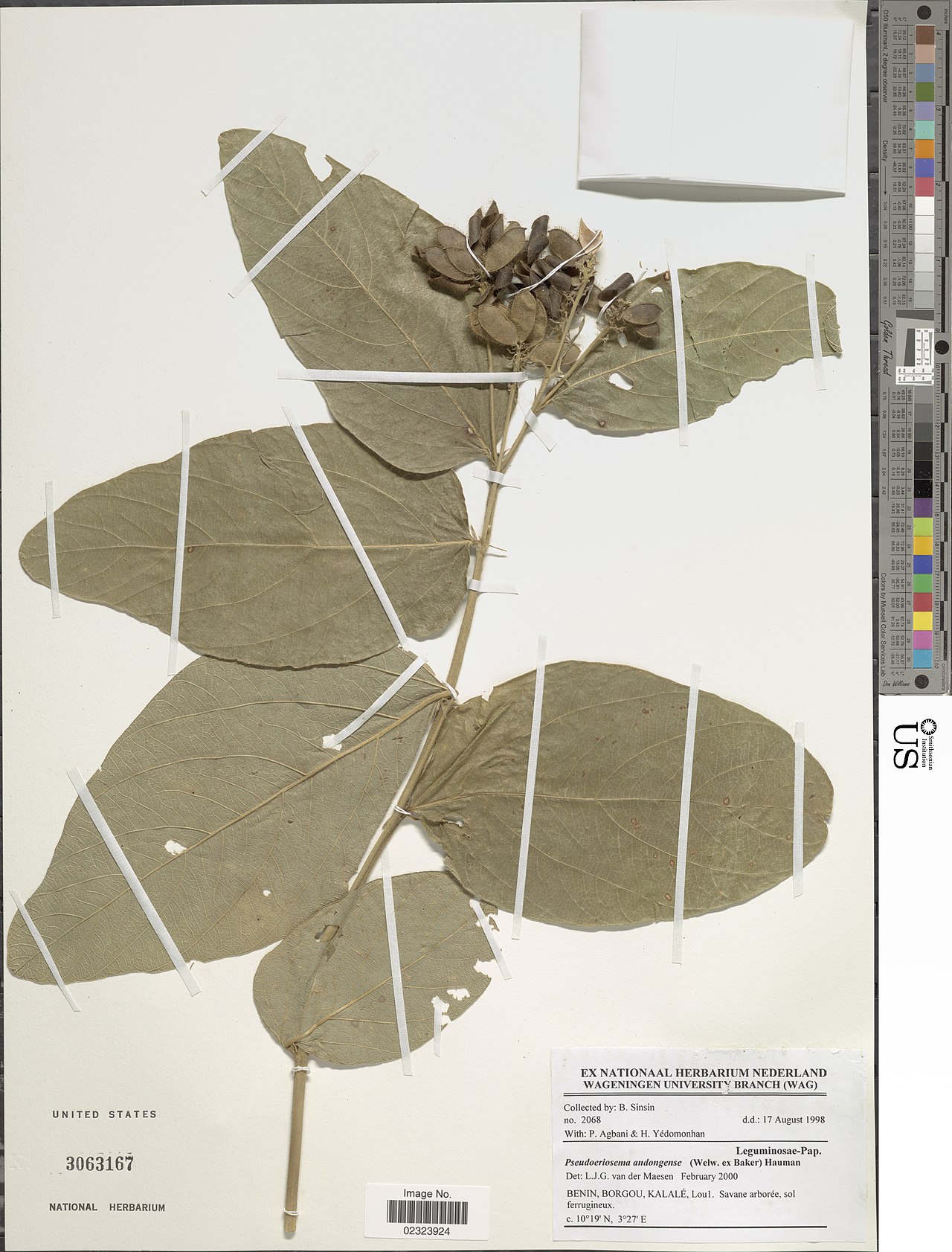 Pseudoeriosema andongense
