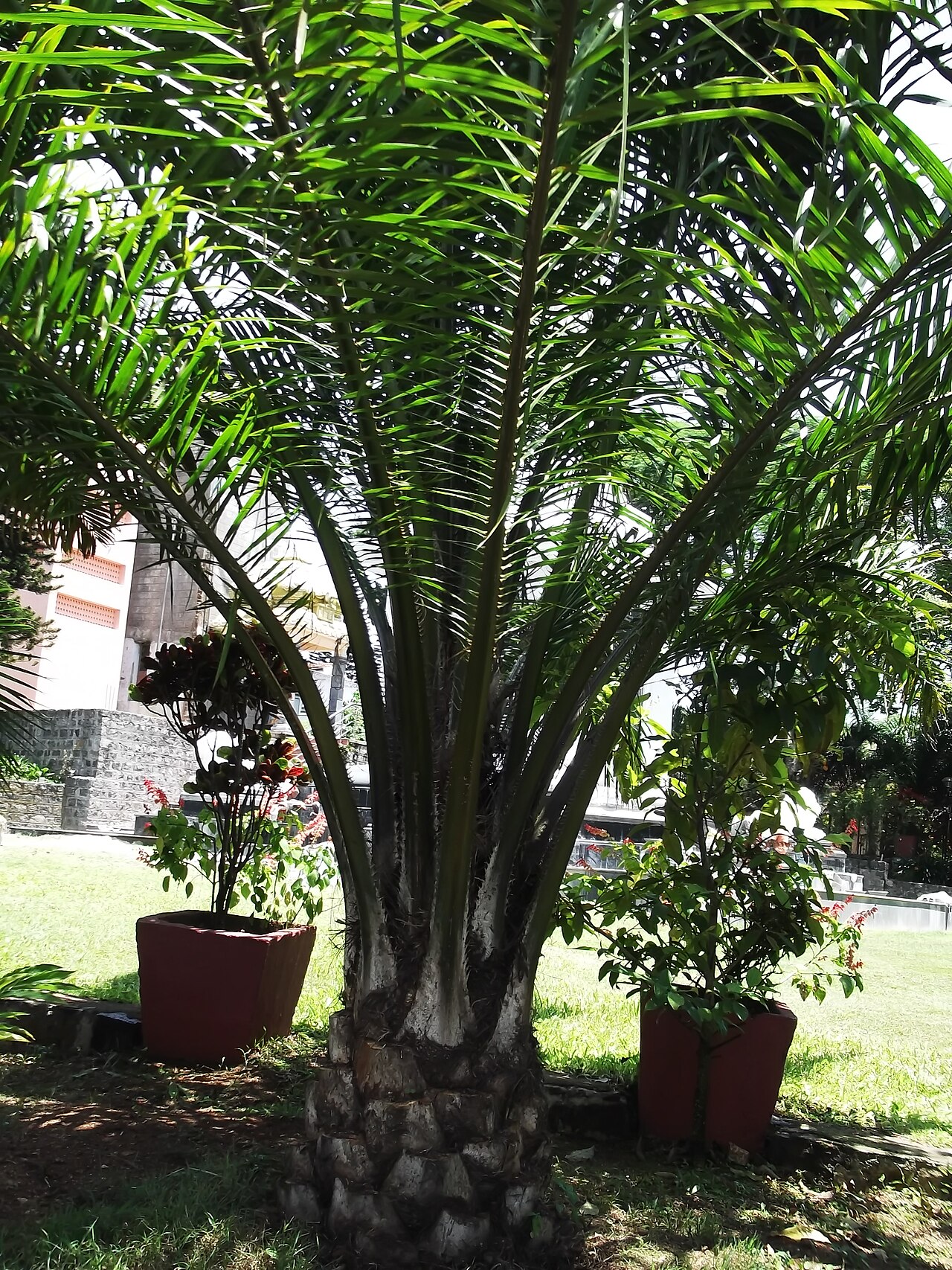 Attalea crassispatha