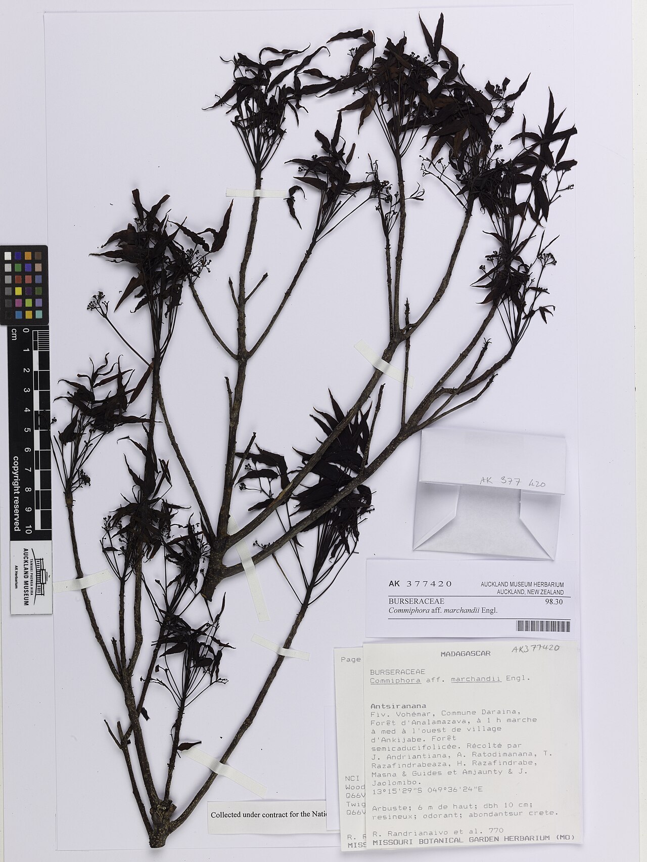 Commiphora marchandii