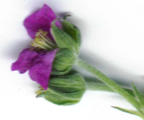 Geranium retrorsum