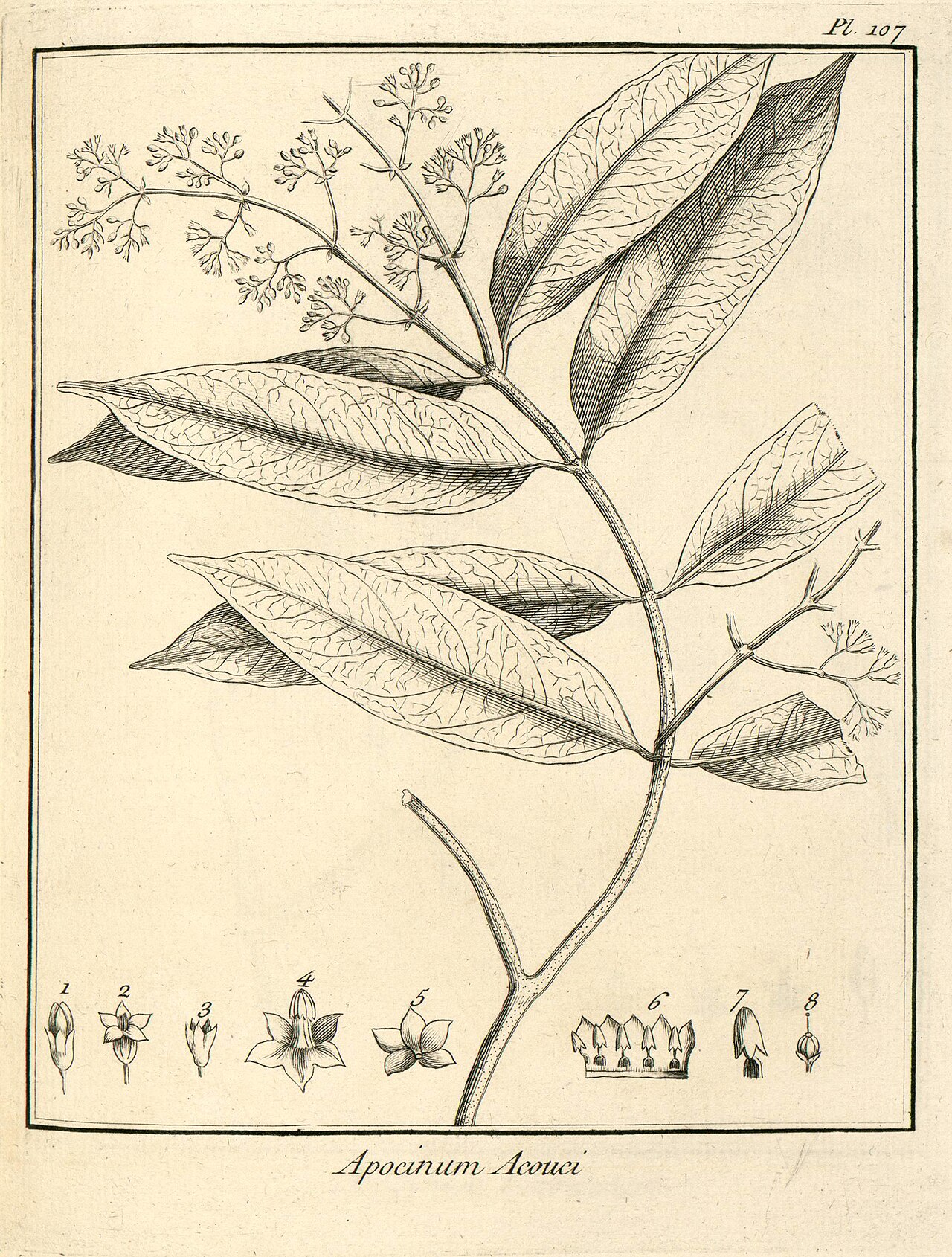 Forsteronia acouci