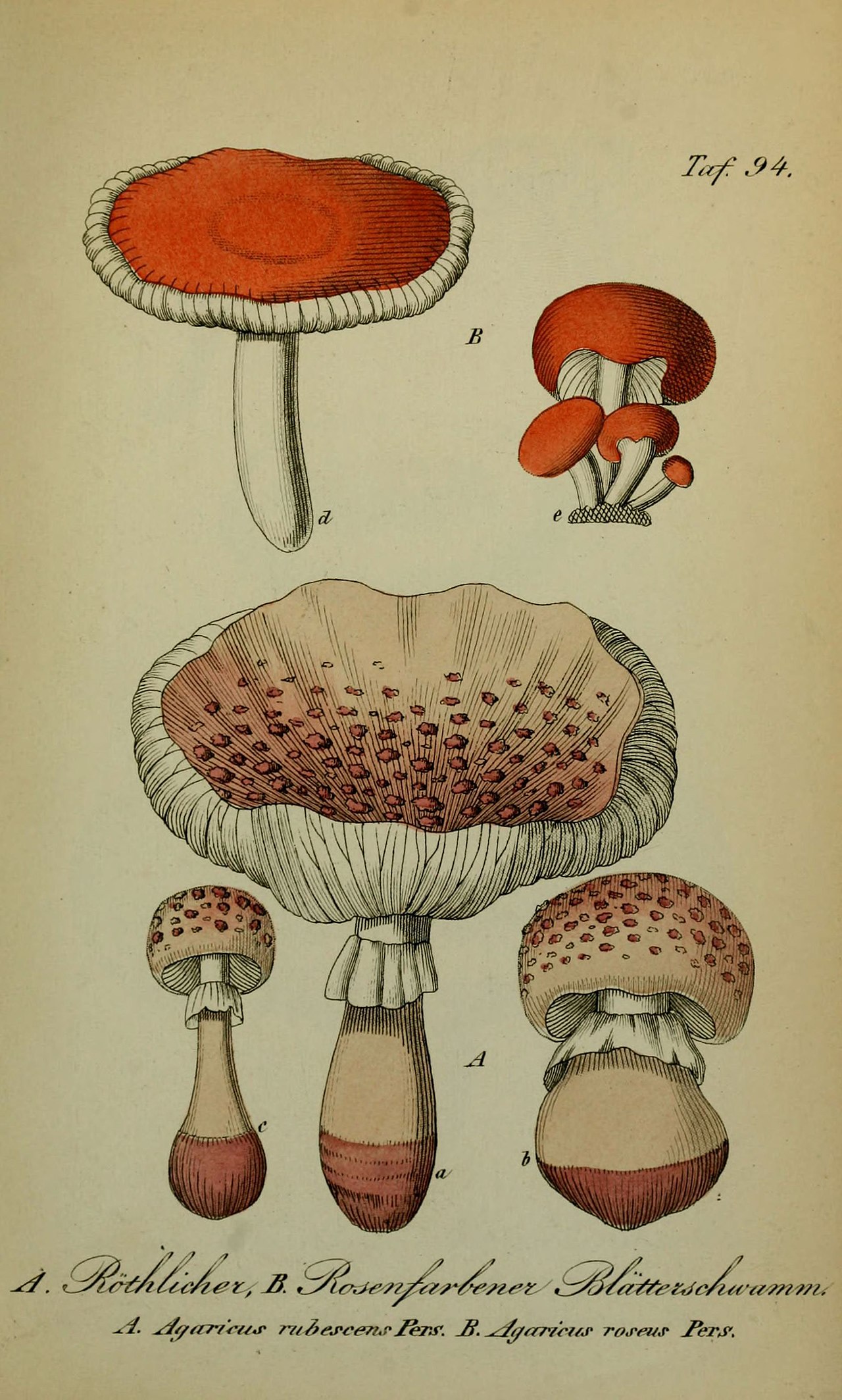 Rosy spike-cap or pink gomphidius