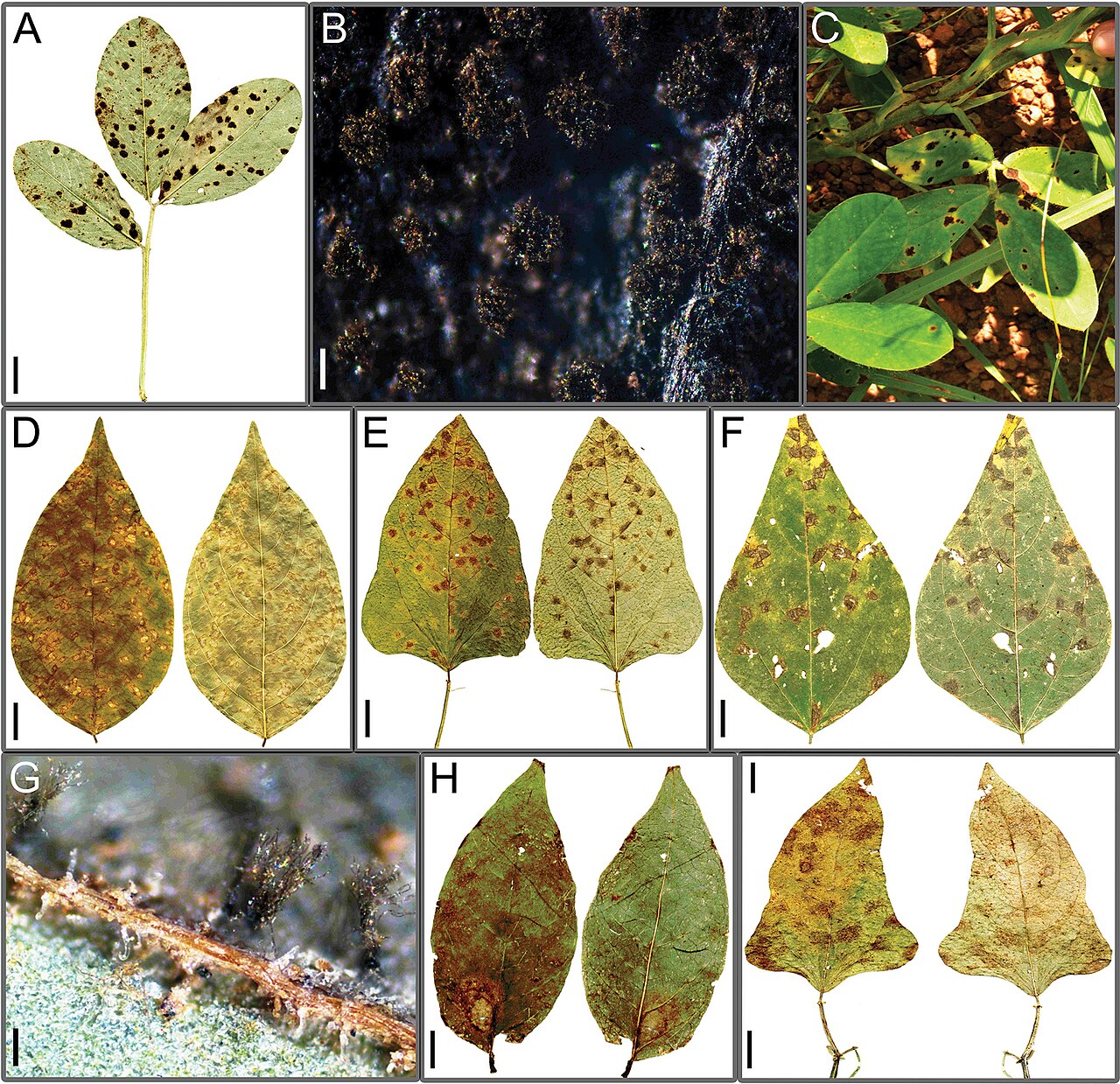 Cercospora arachidicola
