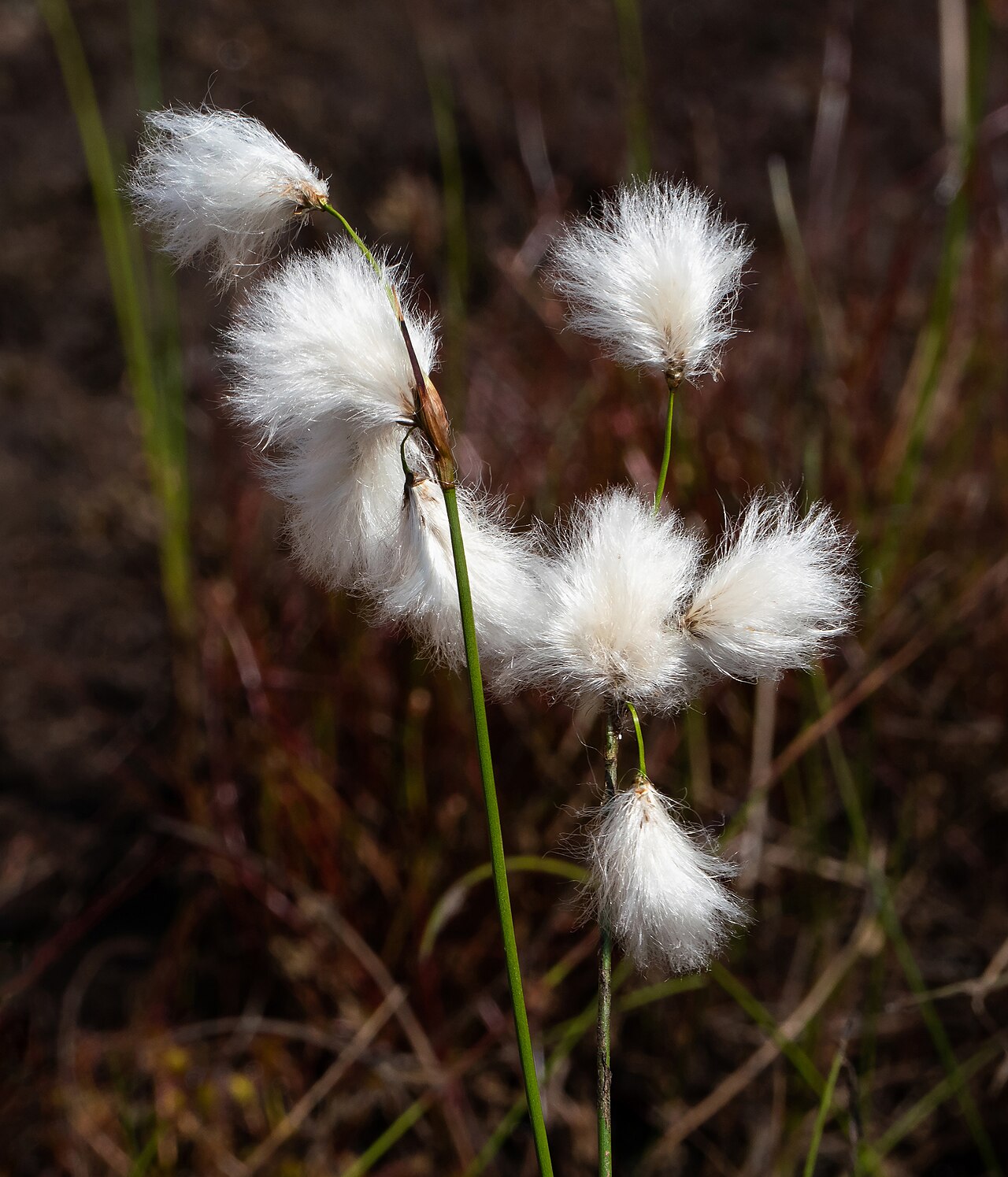 Common cottongrass or common cottonsedge