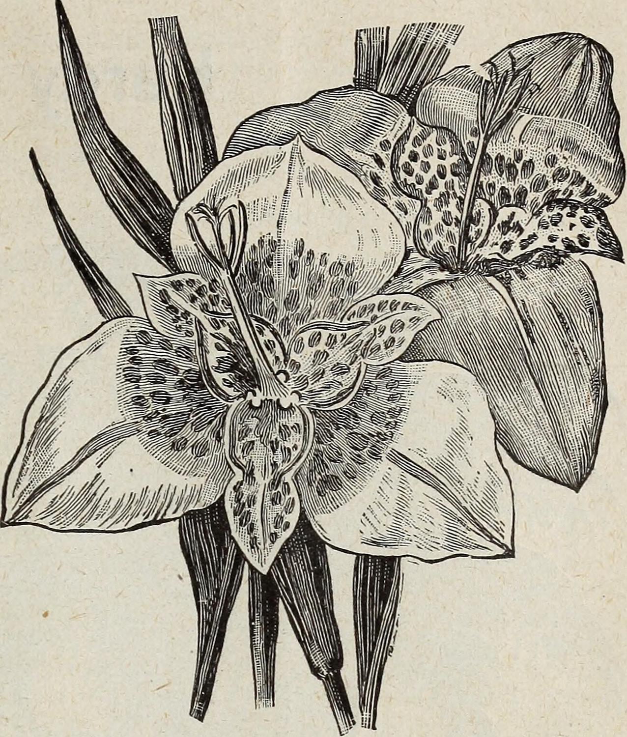Pavonia geminiflora