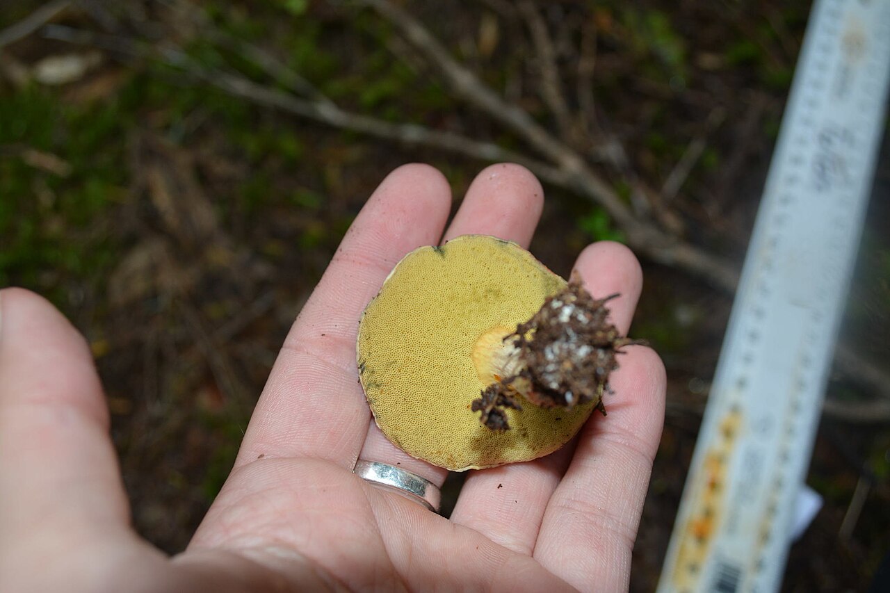 Boletus leptospermi