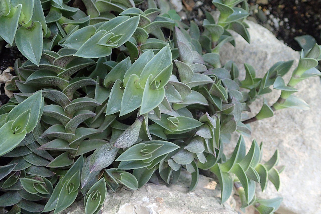 Callisia navicularis