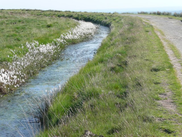 Eriophorum polystachion