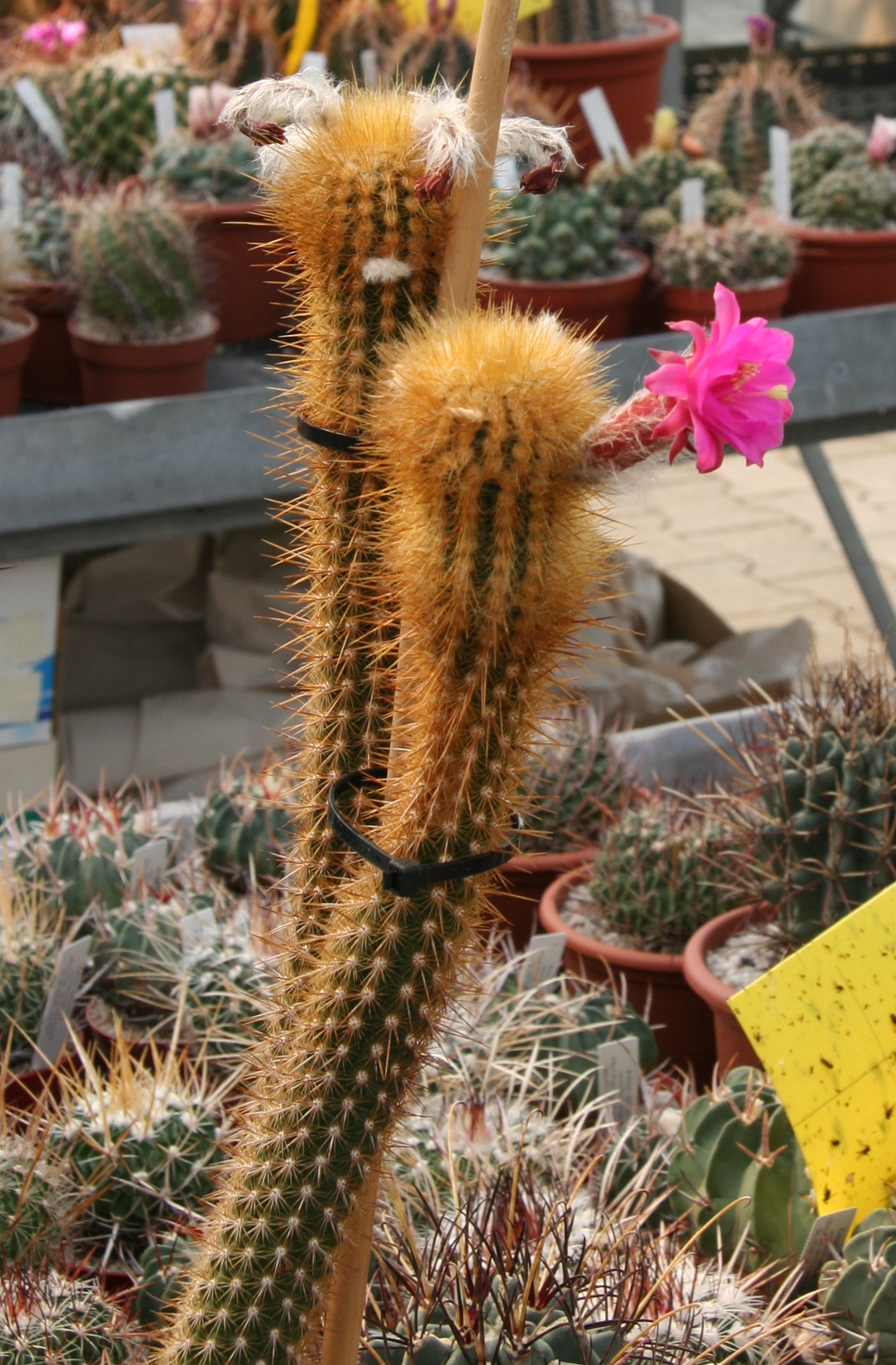 Cleistocactus roseiflorus