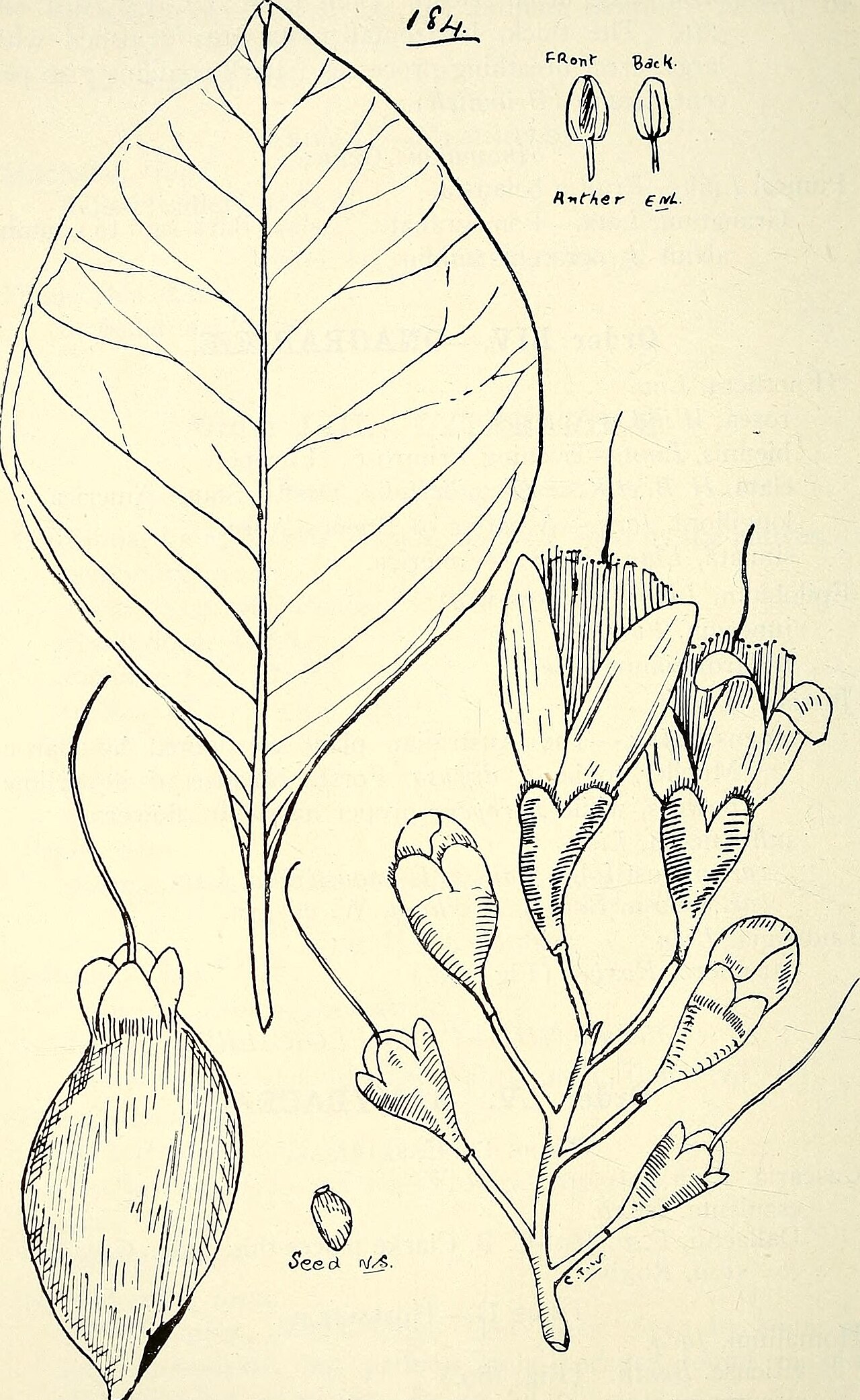 Epilobium junceum