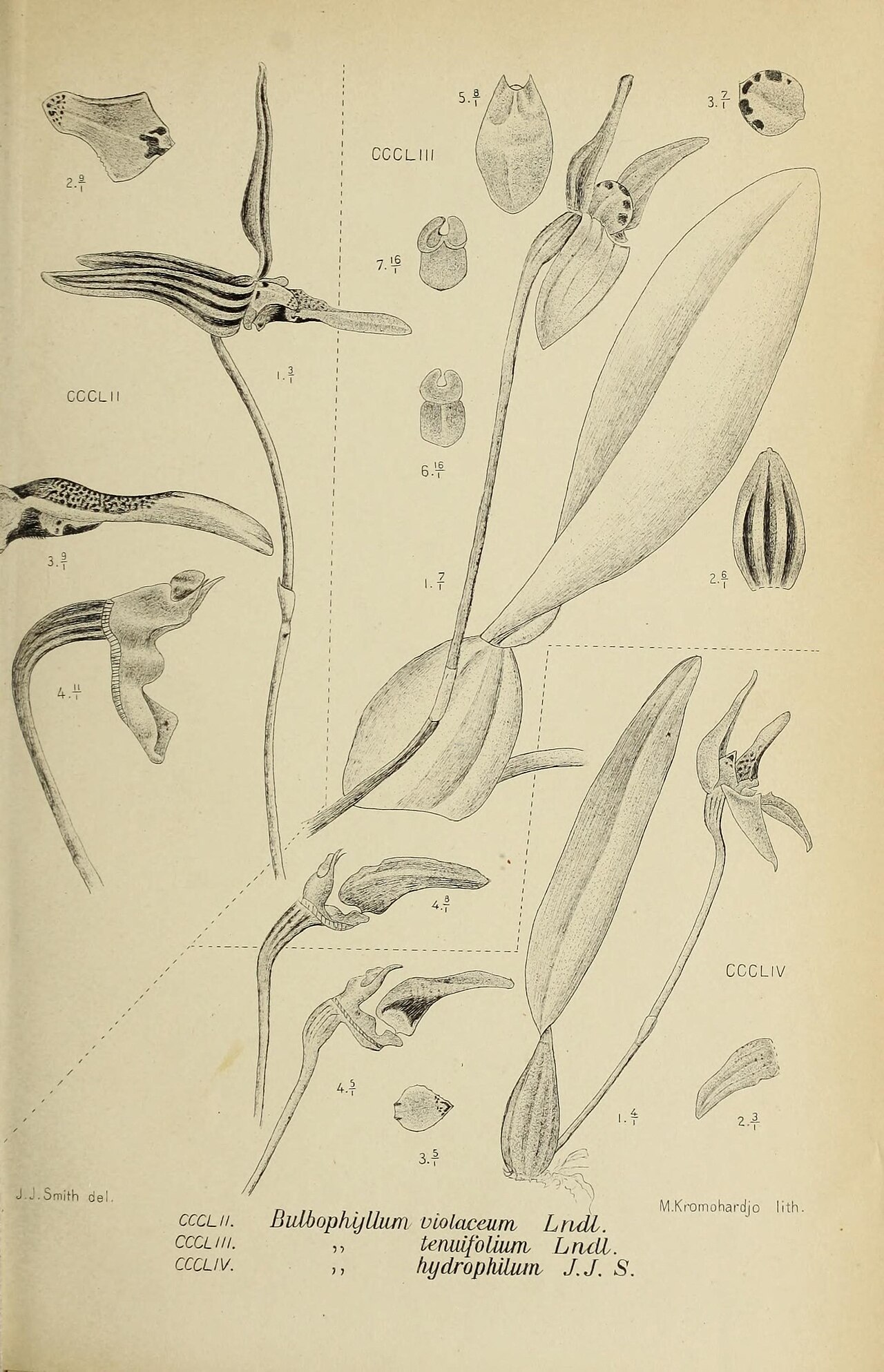 Bulbophyllum hydrophilum