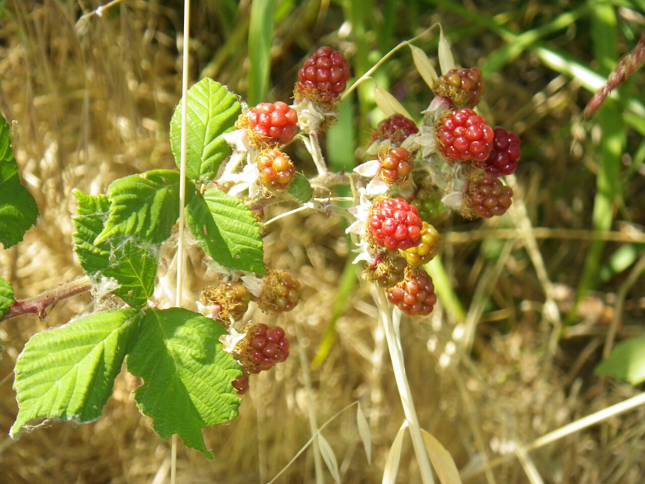 Rubus ursinus