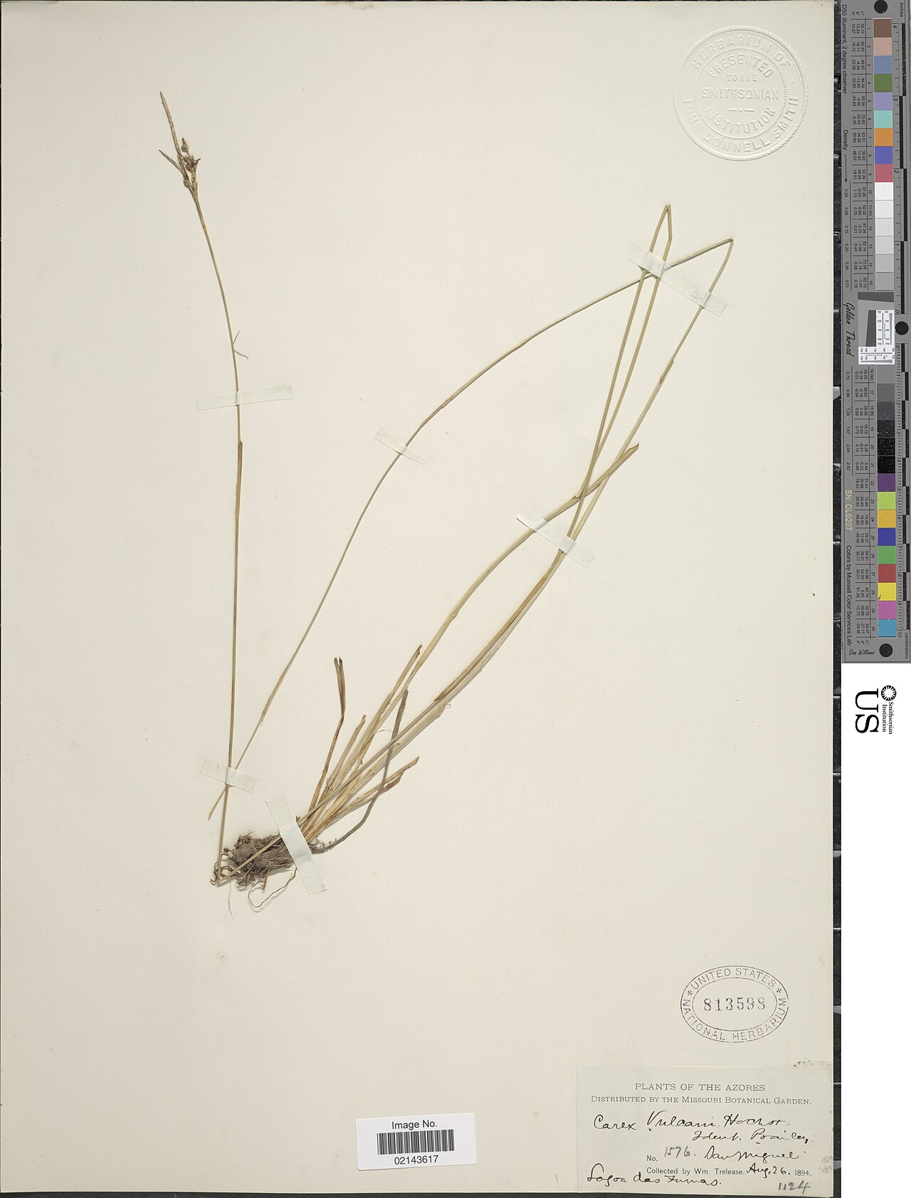 Carex vulcani