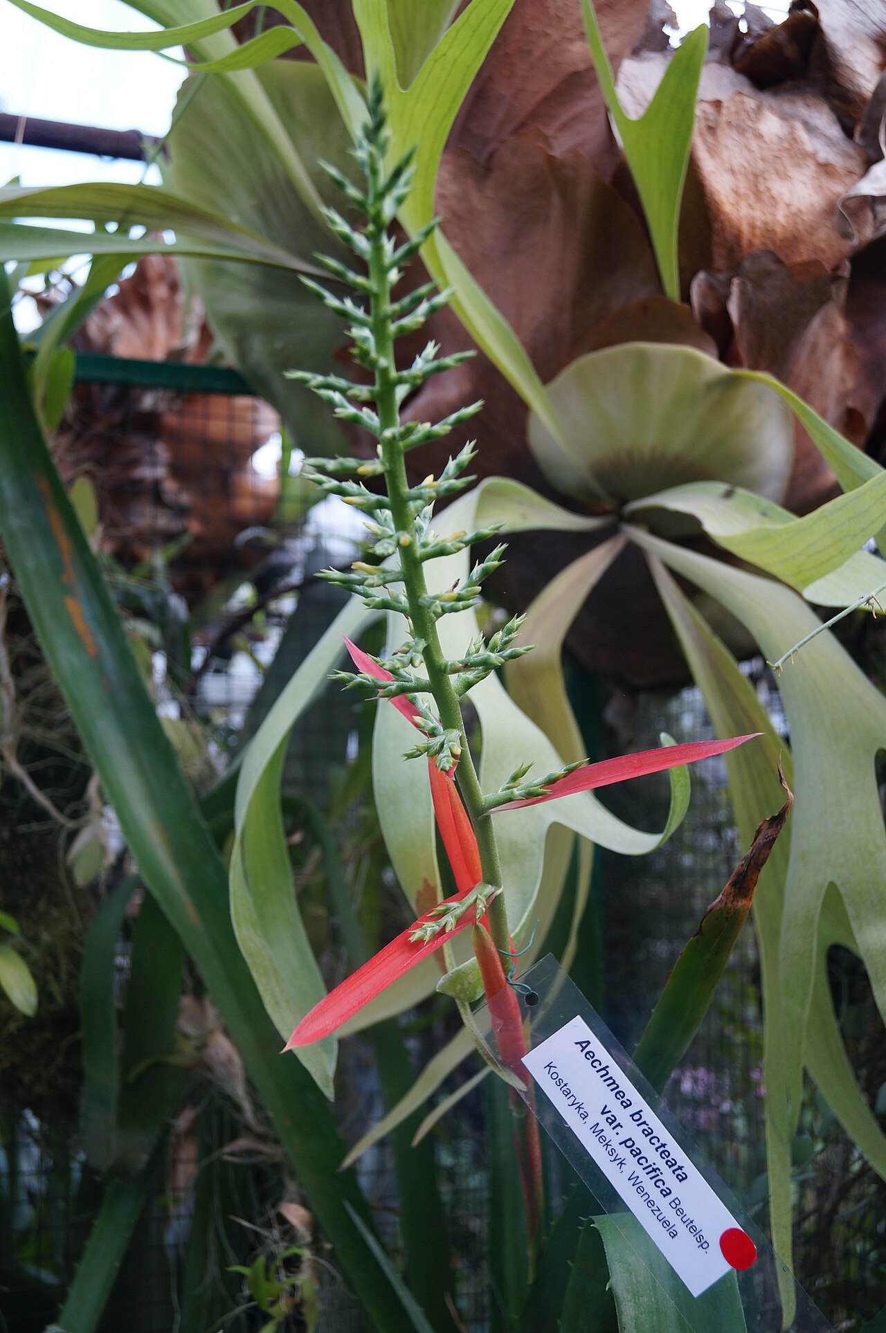 Aechmea bracteata