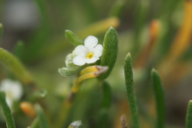 Pectocarya penicillata