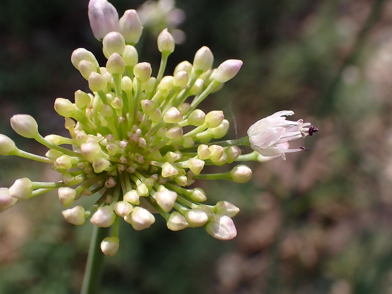 Allium bidentatum