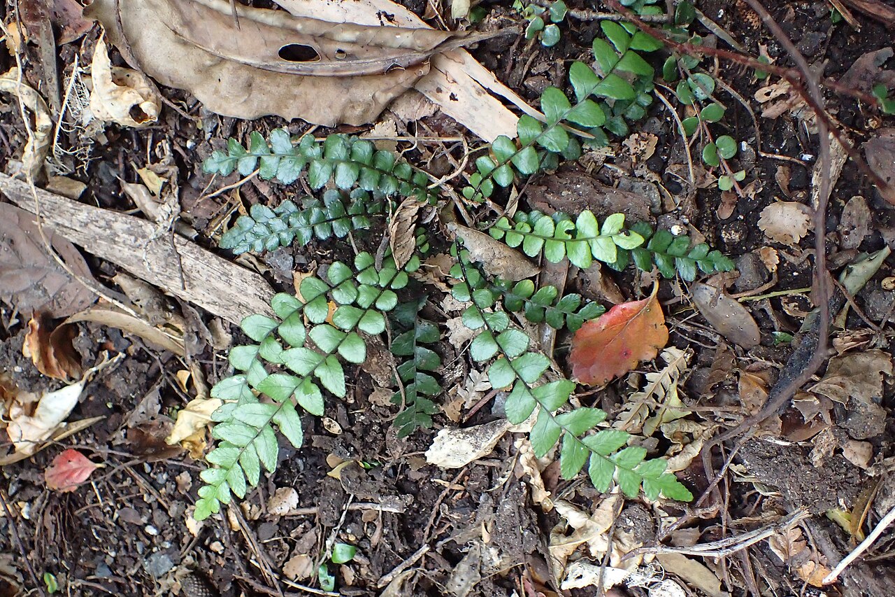 Blechnum blechnoides