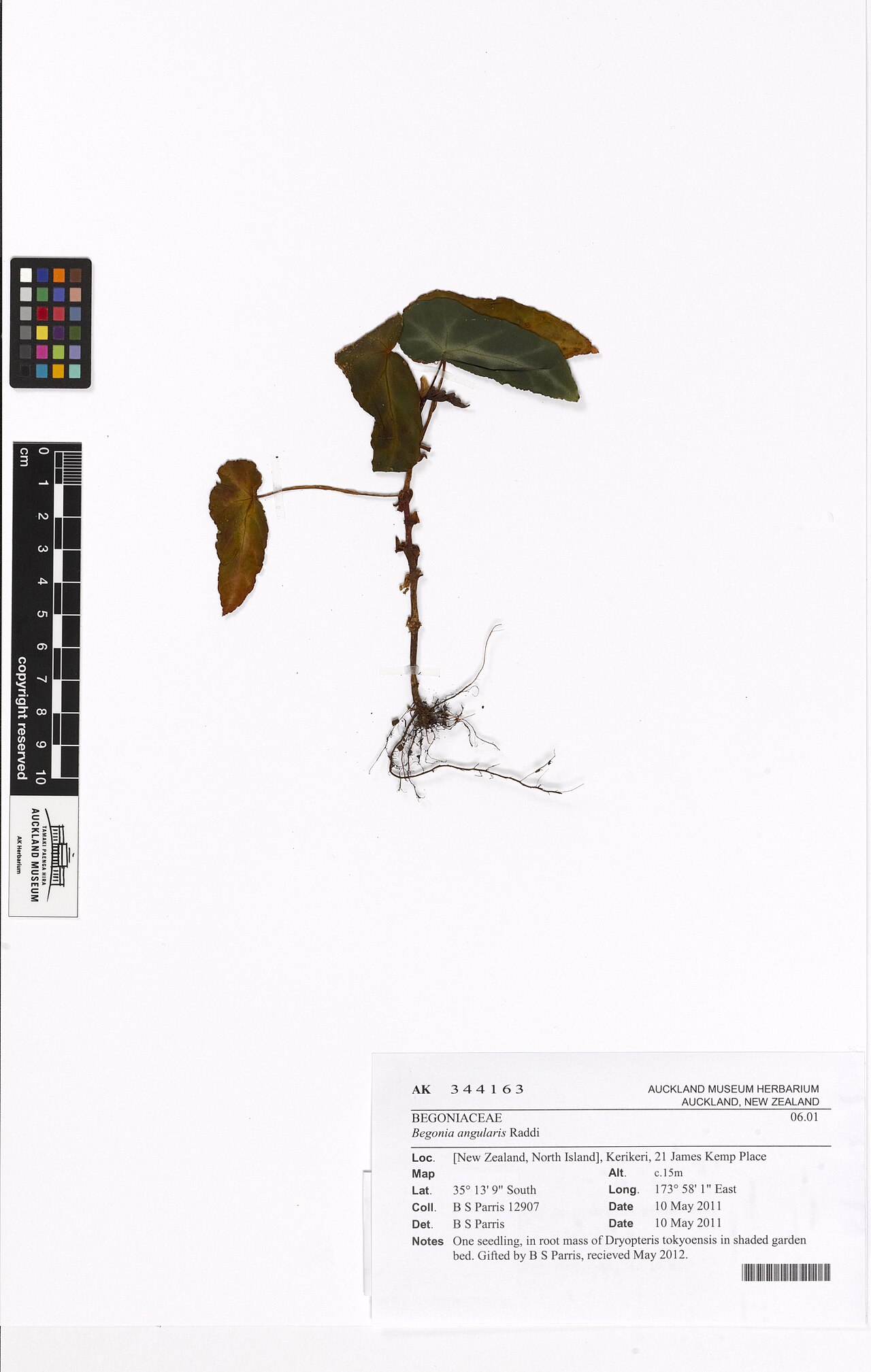 Begonia angularis