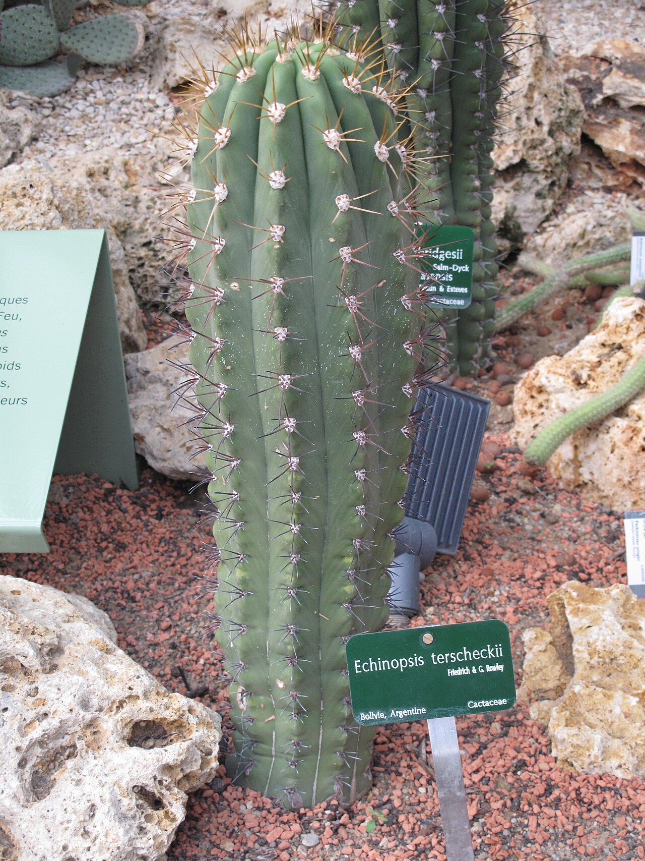 Echinopsis terscheckii